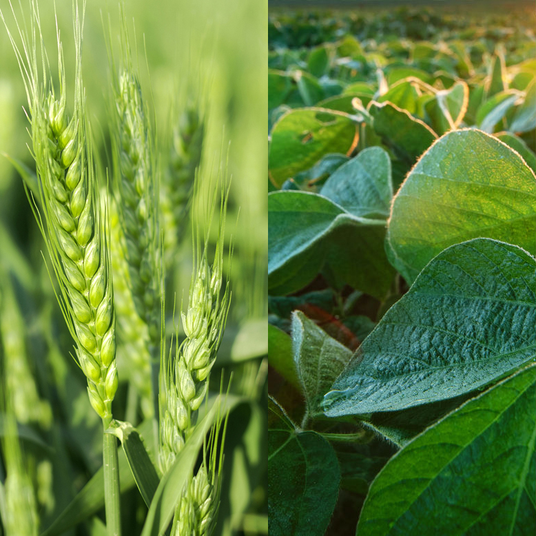 Trichodermil SC® Trigo y Soja